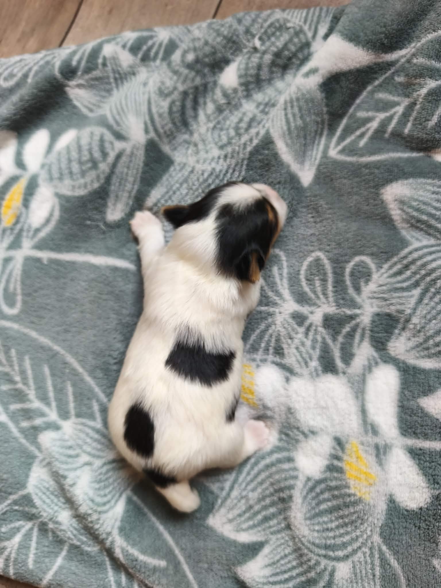 Chiot mâle, Biewer Terrier au Domaine du Mont Chauve