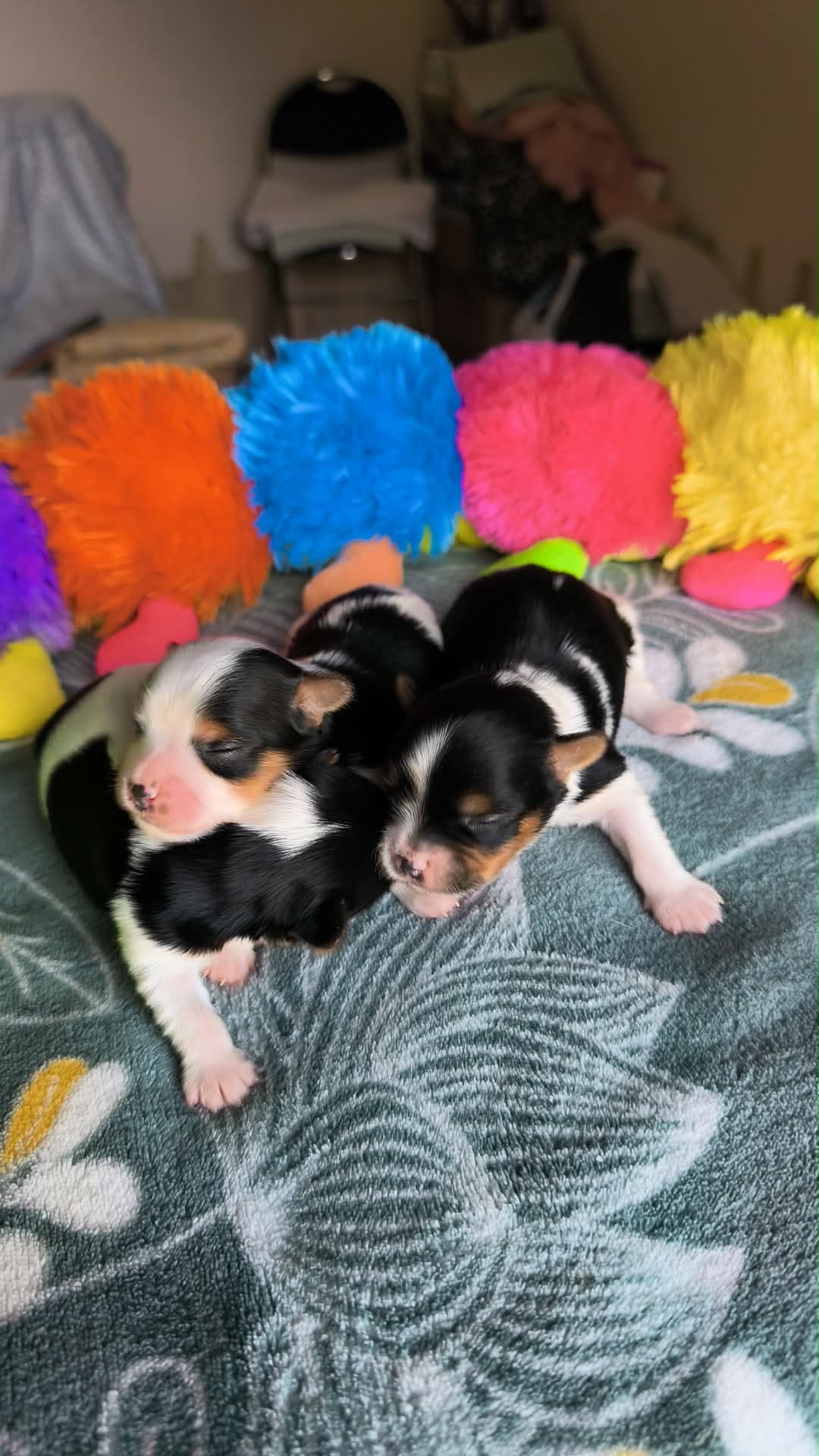 Portée complète, Biewer Terrier au Domaine du Mont Chauve