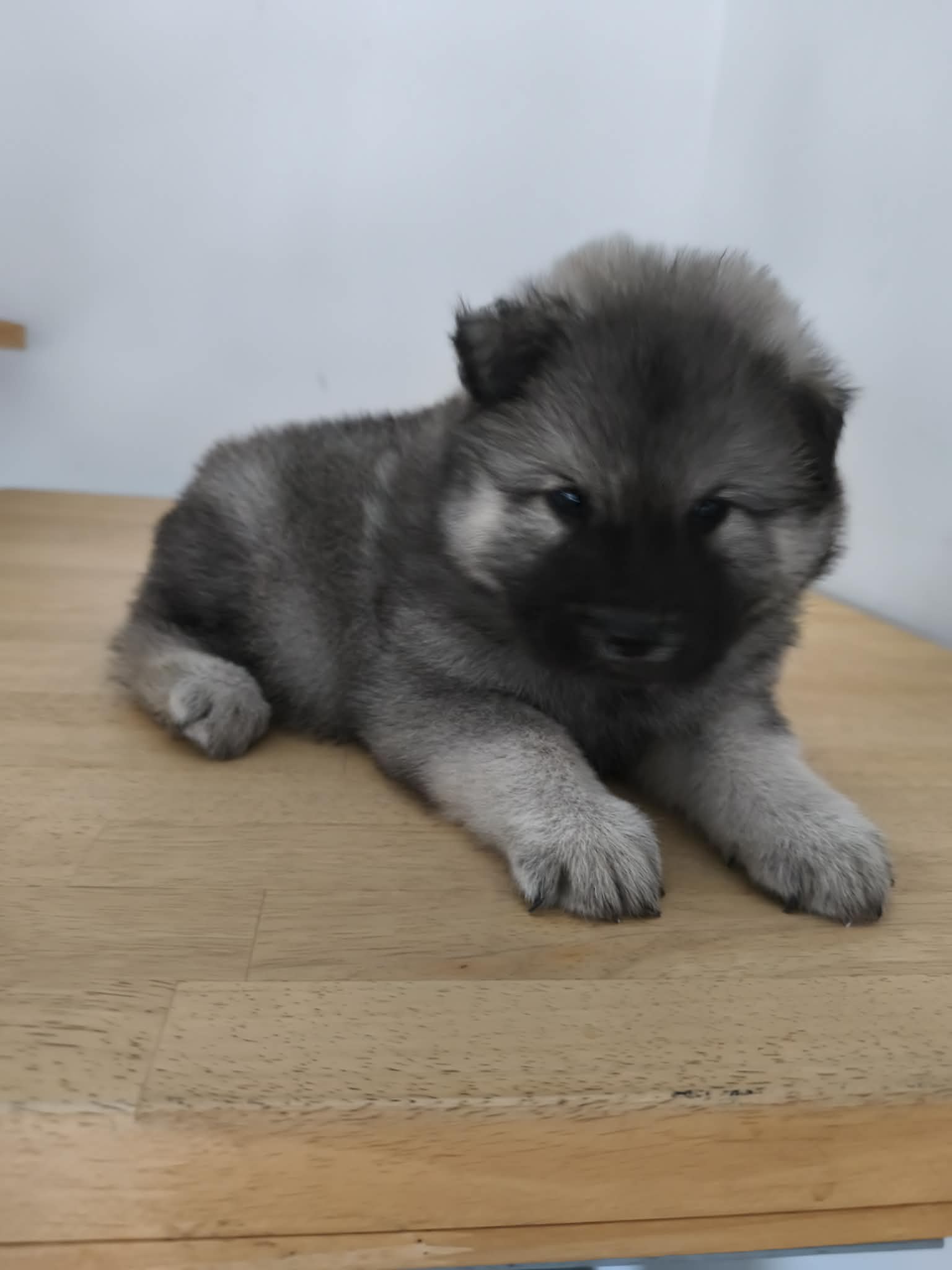 Photo d'un Eurasier