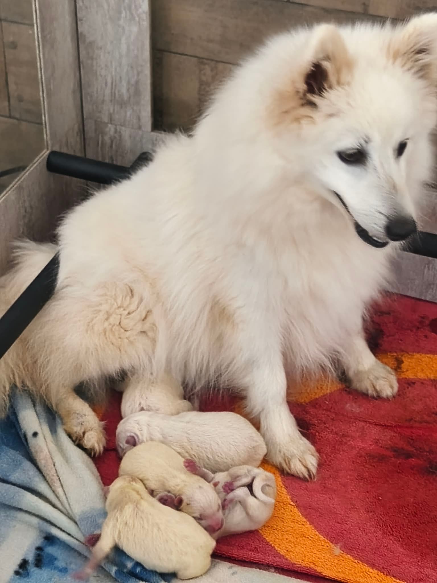 Les parents de la portée : Snow et Poupée, Spitz Japonais