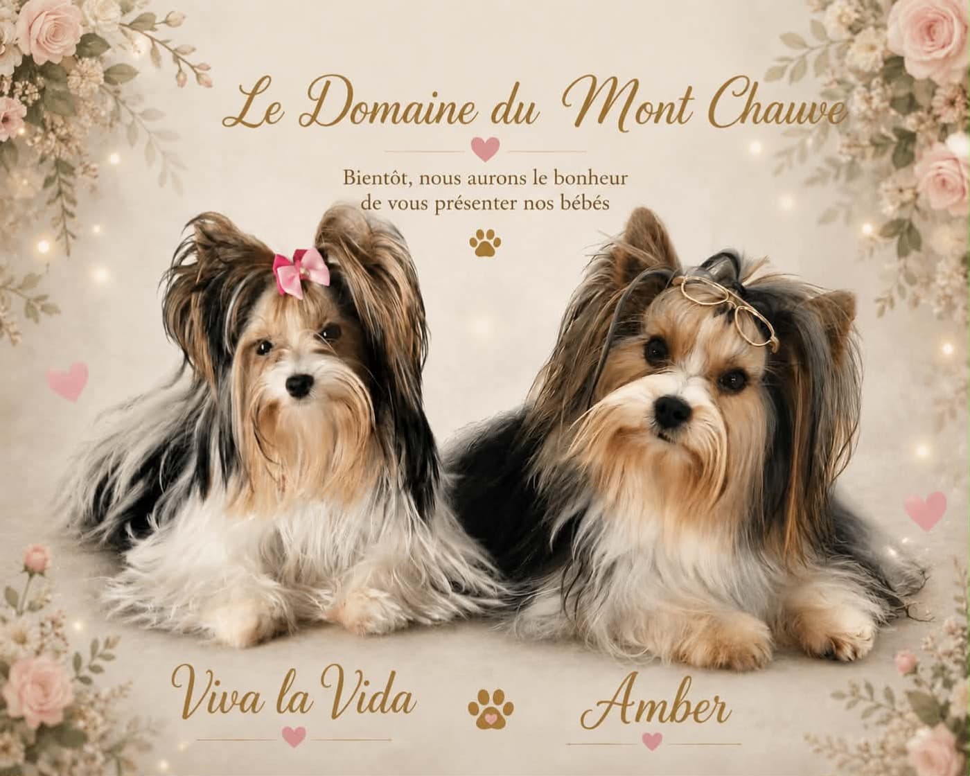 Les parents de la portée : Amber et Viva la Vida, Biewer Terrier