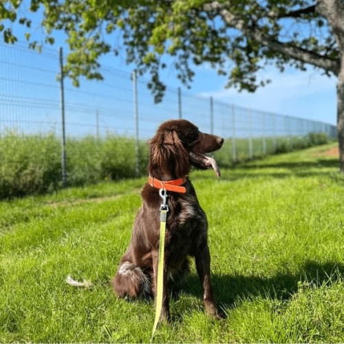 Photo d'un Münsterländer