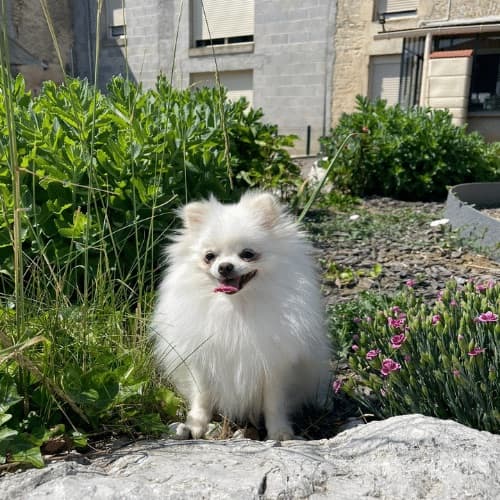 Photo d'un Spitz Allemand