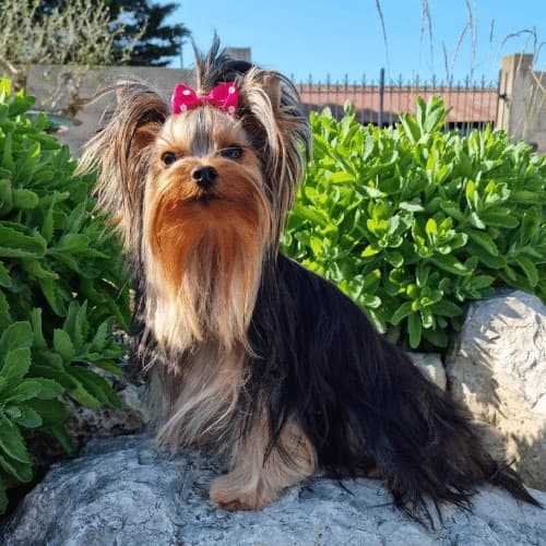 Photo d'un Yorkshire Terrier