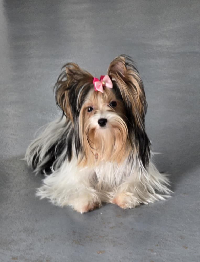 Photo d'un Biewer Terrier
