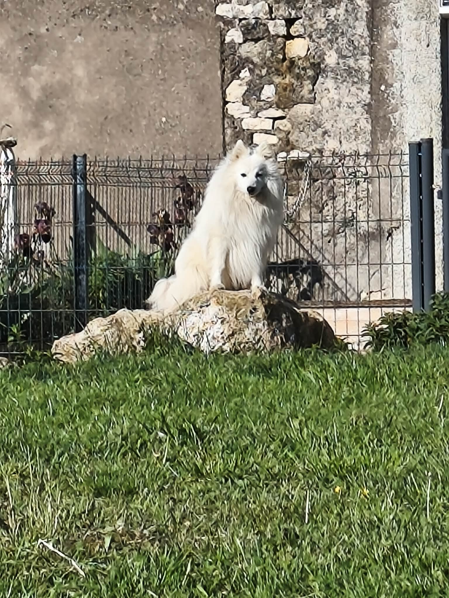 Photo d'un Spitz Japonais